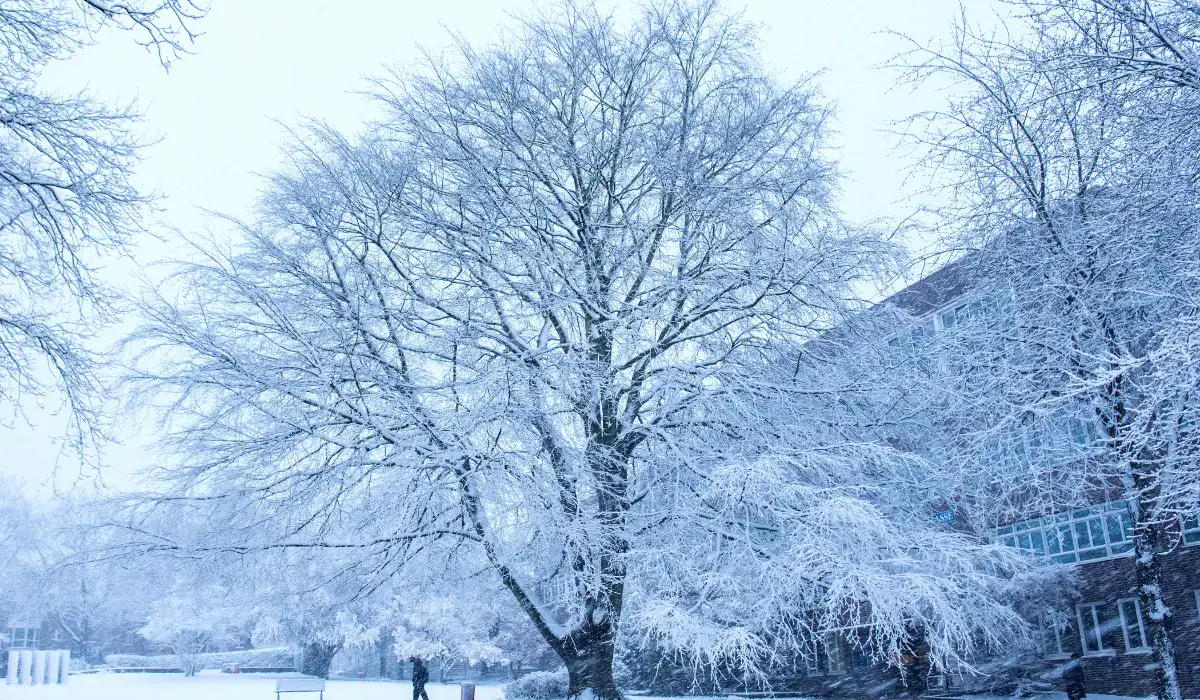 Schnee-Gürtel