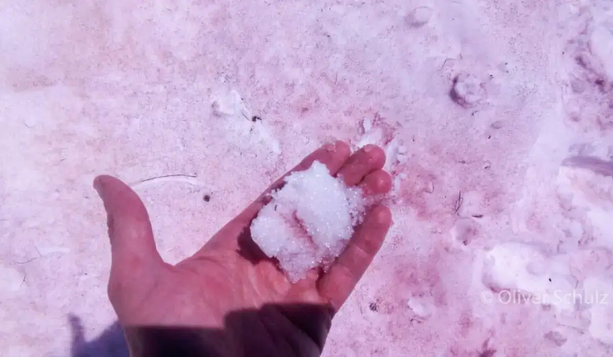 blutschnee