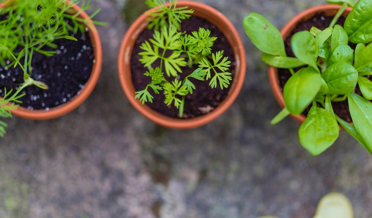When to Repot Outdoor Plants: A Beginners Guide to Container Gardening