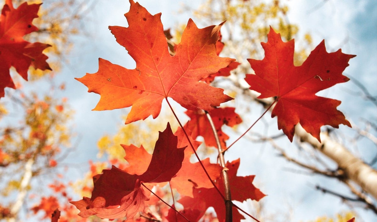 It’s time to VOTE… for Toronto’s official tree