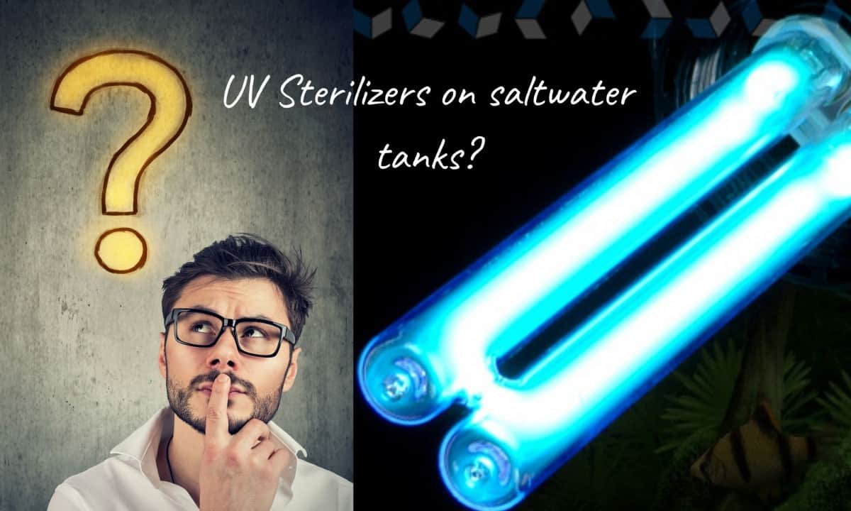 Do You Need A UV Sterilizer For Saltwater Aquariums?