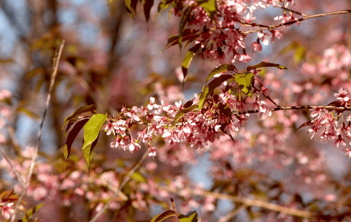 Toronto hits peak cherry blossom bloom starting tomorrow across city