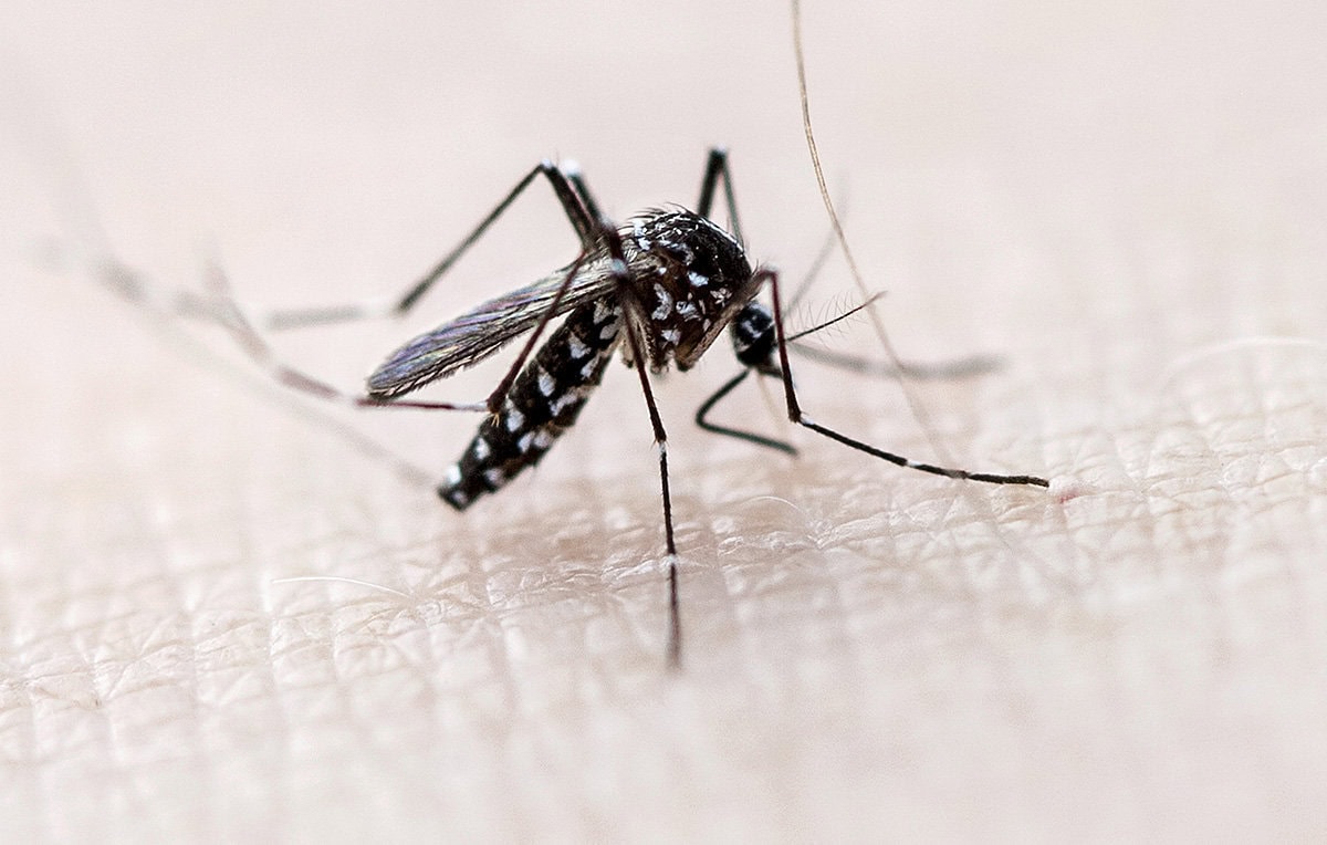Mosquitoes carrying West Nile Virus found on Toronto Islands