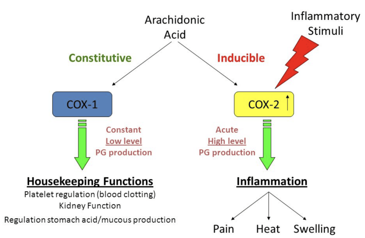 COX-1 and COX-2