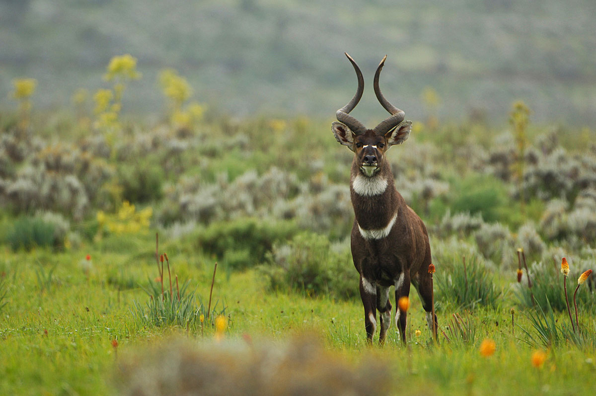 A male Mountain Nyala with elegant, spiraled horns and a gray-brown coat stands on grassy highland meadows beneath misty coniferous forest in Dinsho Bale National Park.