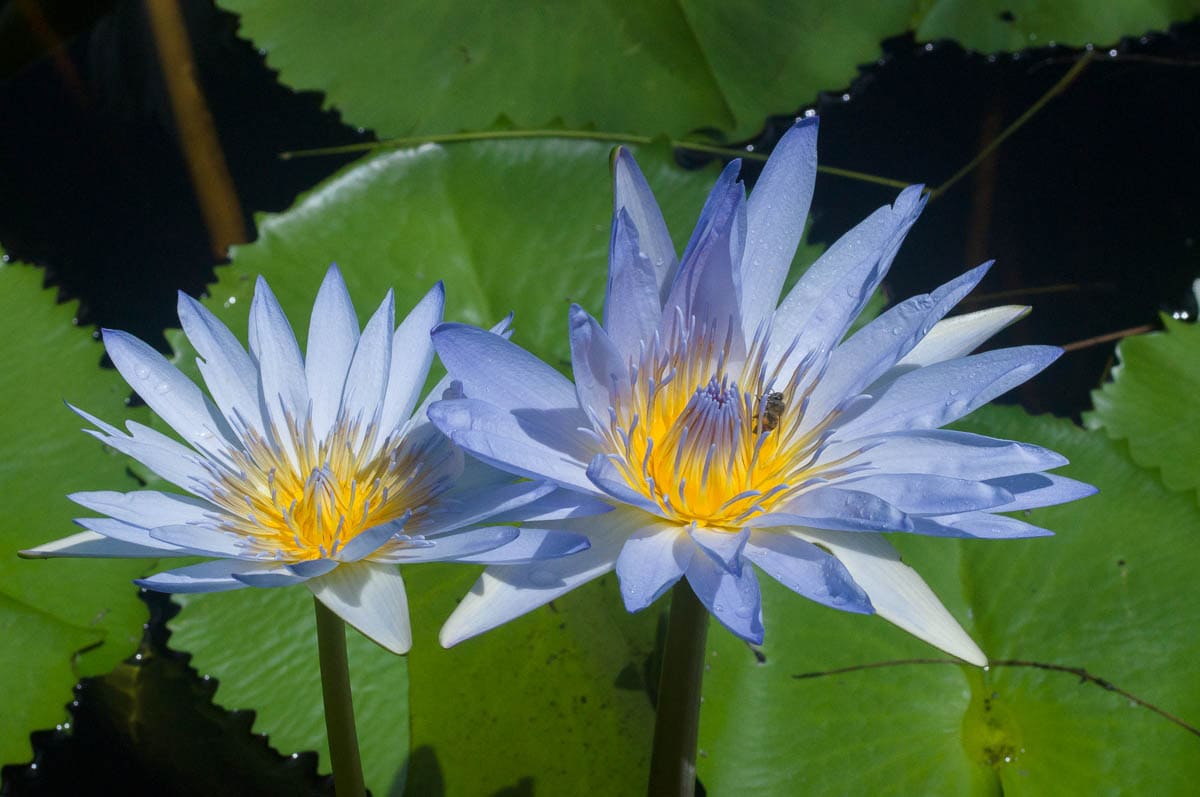 Nymphaea nouchali var. caerulea (Nymphaeaceae) Cape blue waterlily on pond at Phillipskop