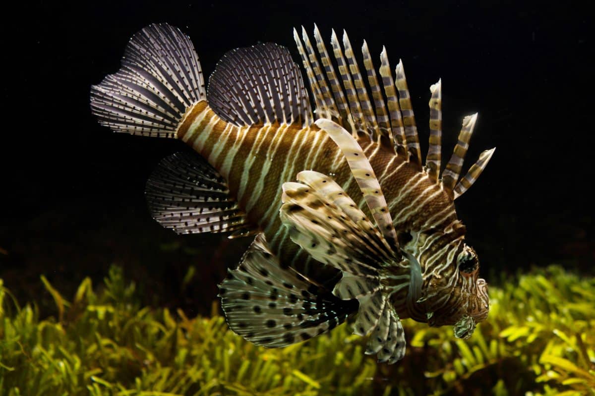 Close-up Photography of Brown and Beige Lion Fish