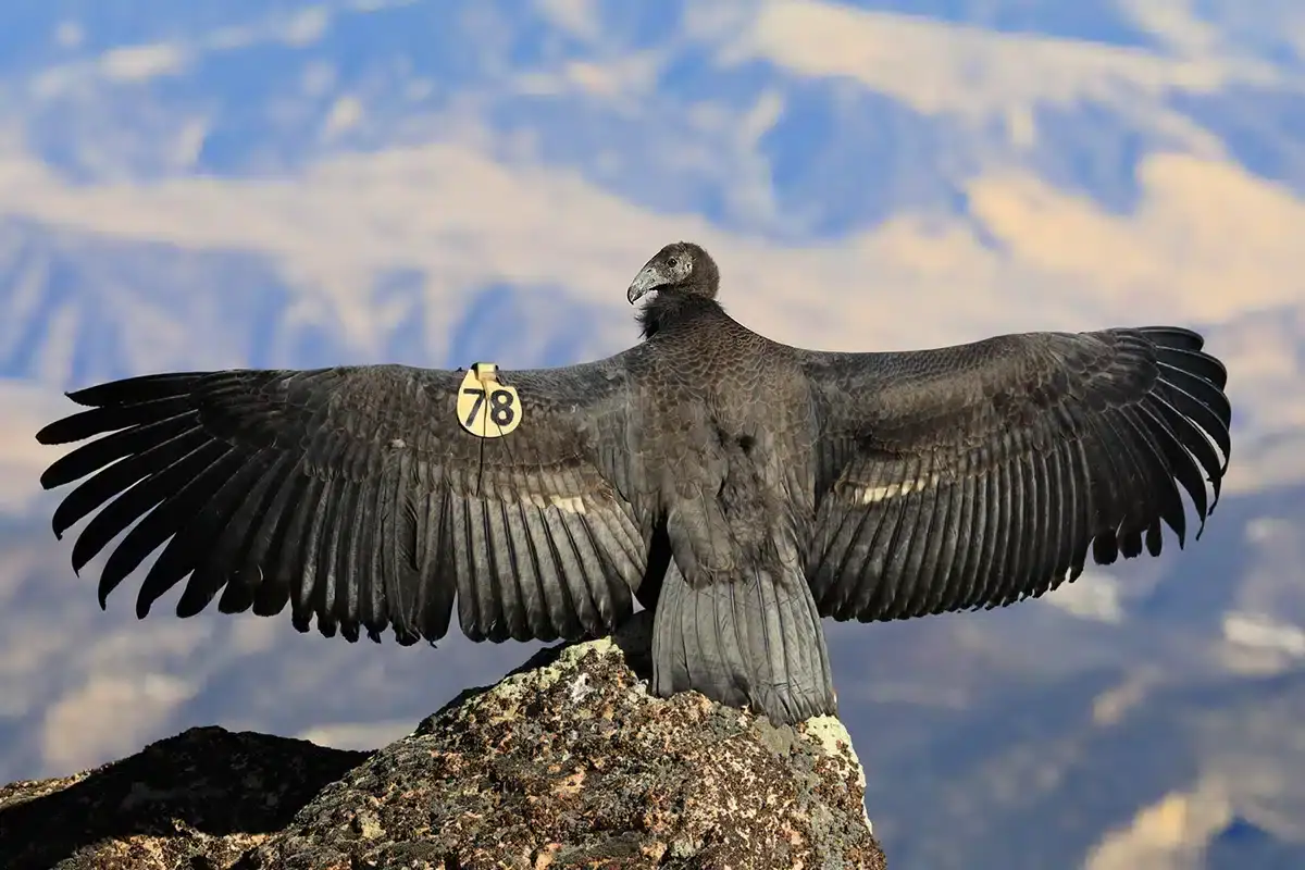 Biggest Bird in Usa