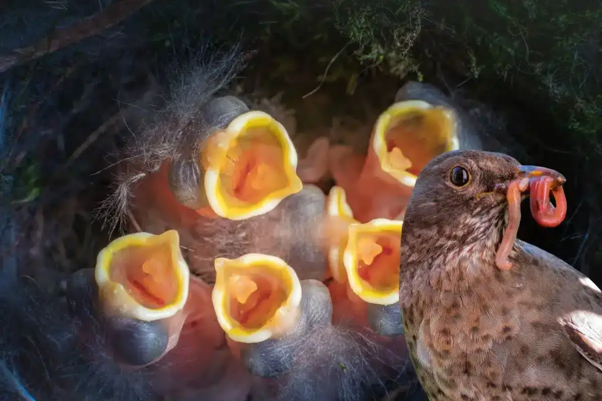 Infant Bird Care