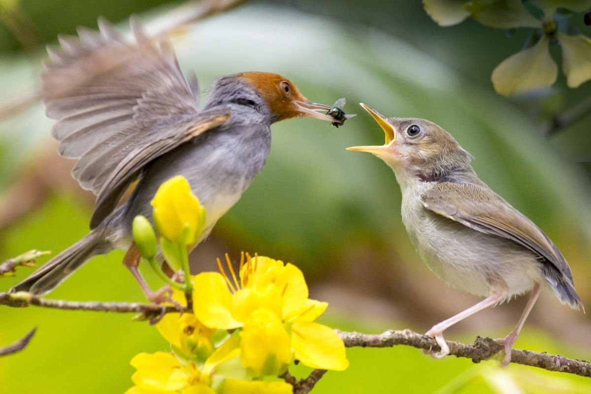 What Do Baby Birds Need to Survive