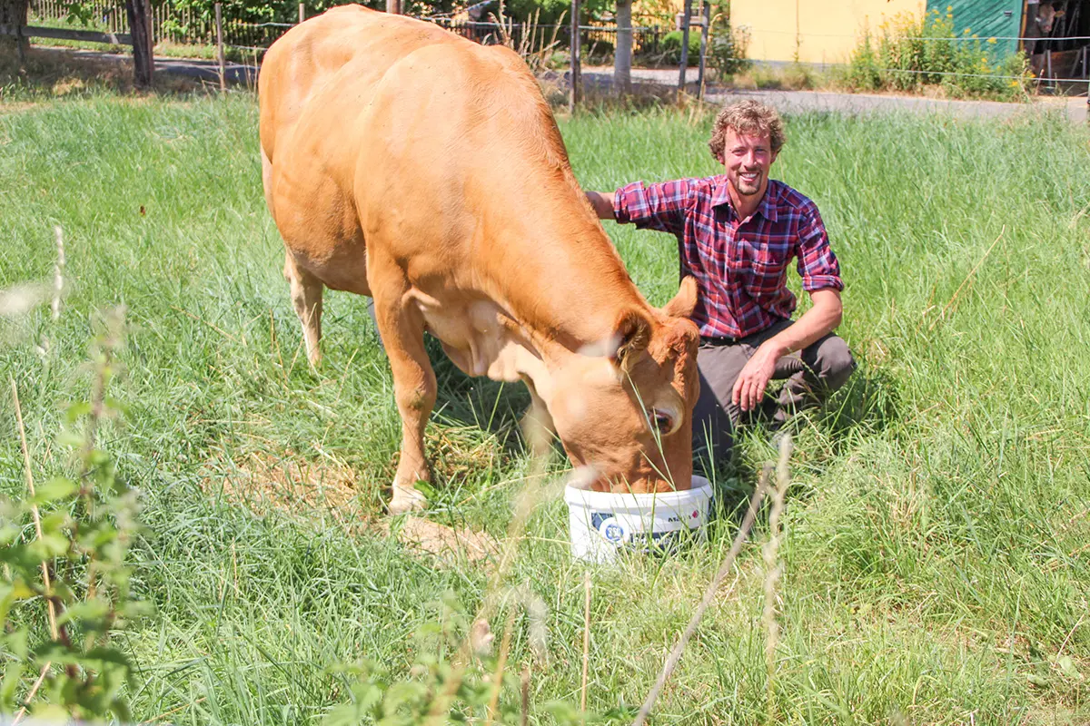 Bürgermeisterkandidat Peter Frizen füttert in seinem landwirtschaftlichen Betrieb eine Kuh