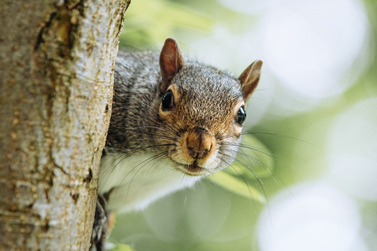 squirrel posing for his picture
