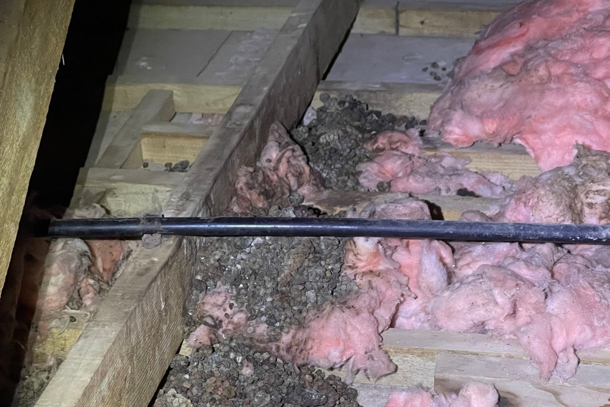 Dassie droppings scattered through the roof insulation on the ceiling boards of the same Klein Brak River house