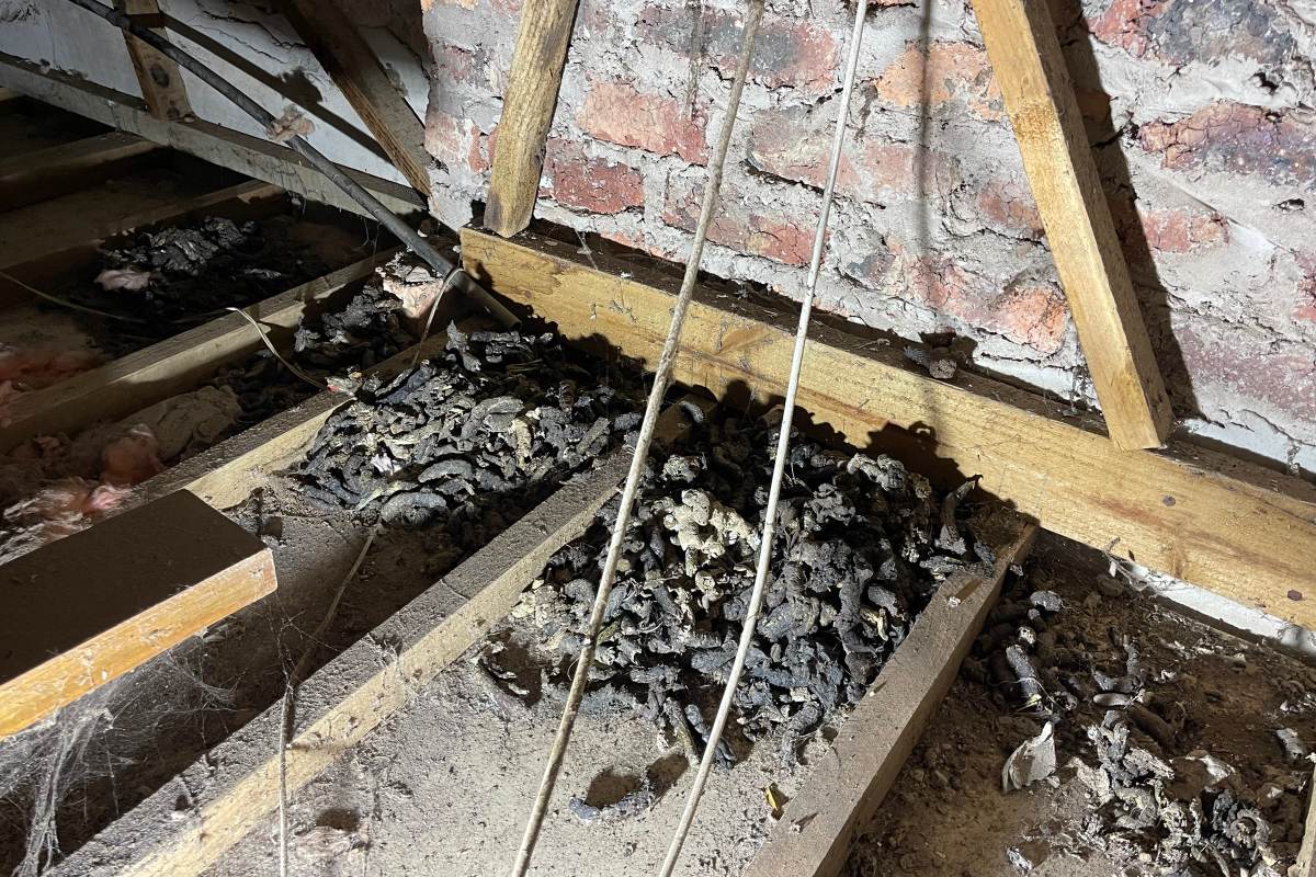 A genet latrine: a pile of droppings on the ceiling boards inside the roof of a house in Klein Brak River