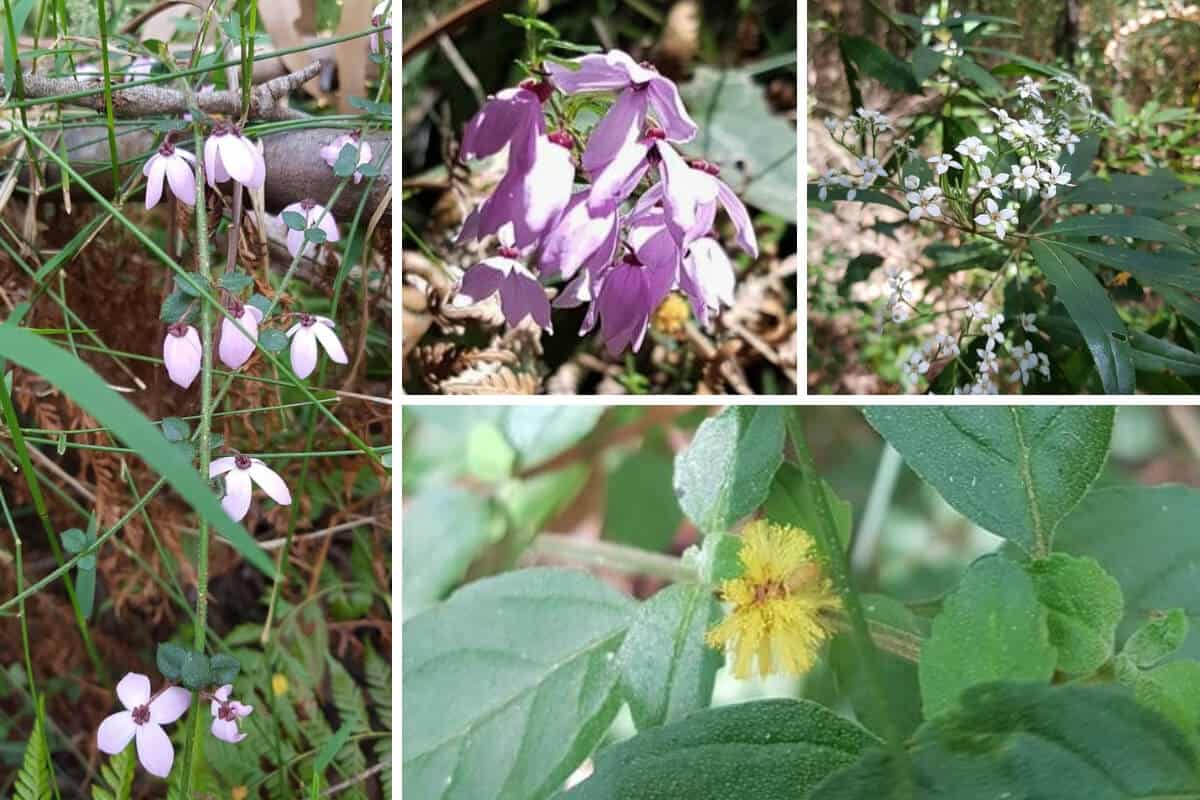 Wild Flowers along the Mt Juliet Walking Track Yarra Ranges National Park Mt Juliet Walking Track, Yarra Valley