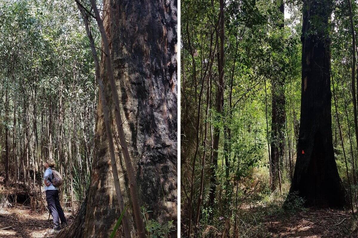 Mt Juliet Walking Track Yarra Ranges National Park Mt Juliet Walking Track, Yarra Valley