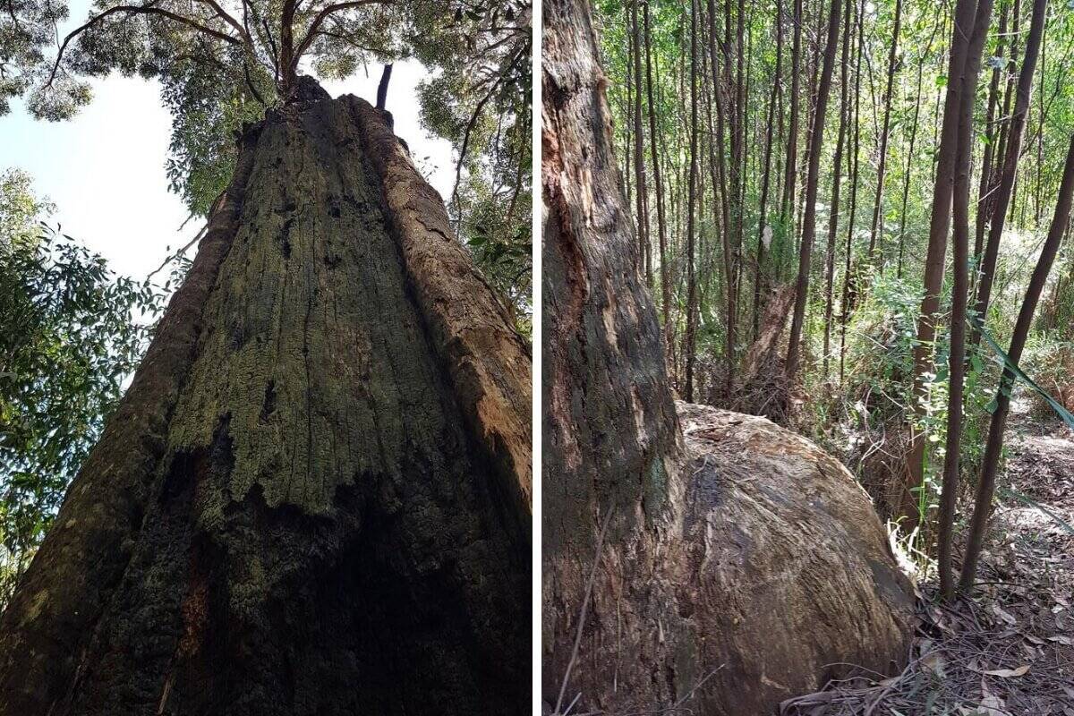 Mt Juliet Walking Track, Yarra Valley
