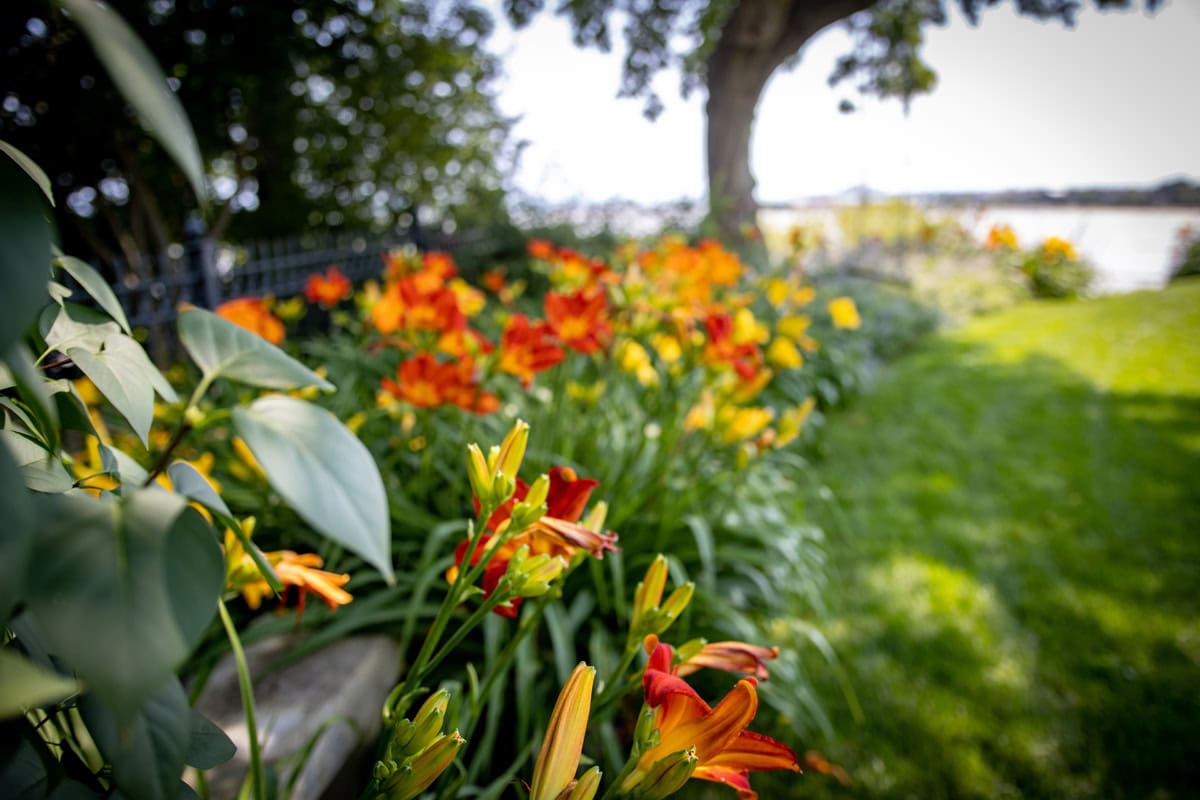flowers