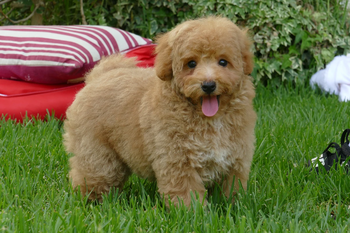 Caniche Toy