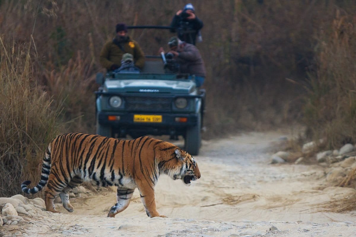 A dangerous path: New highway in Uttarakhand could jeopardise tigers