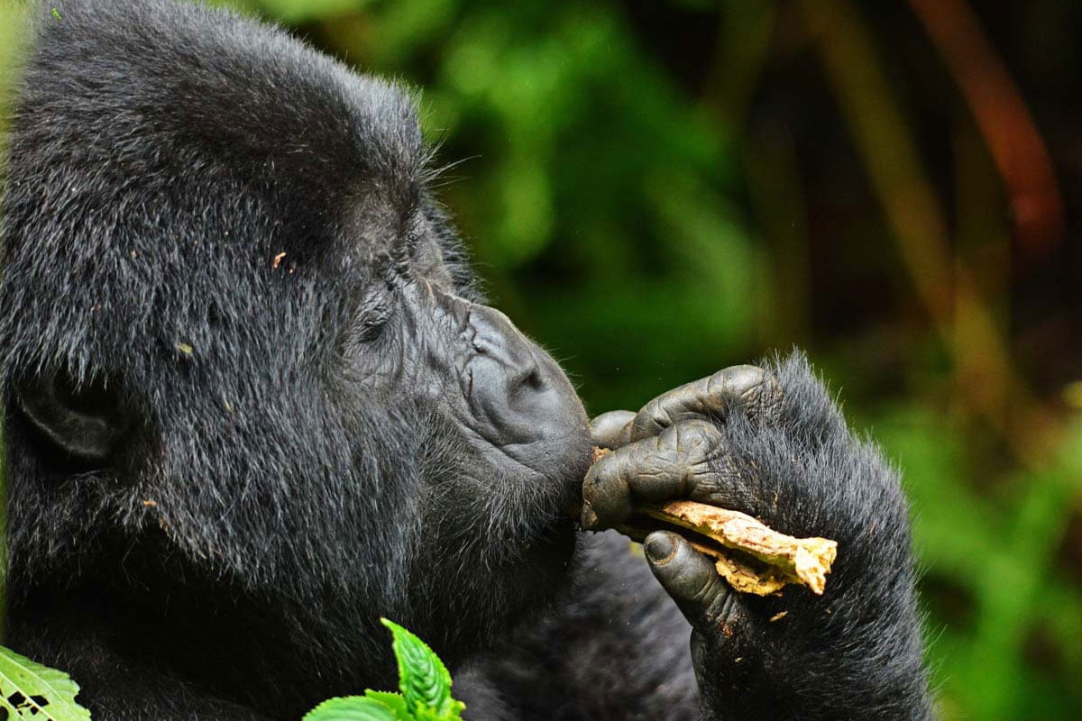 Masai Mara Safari with Gorilla Trekking Safaris