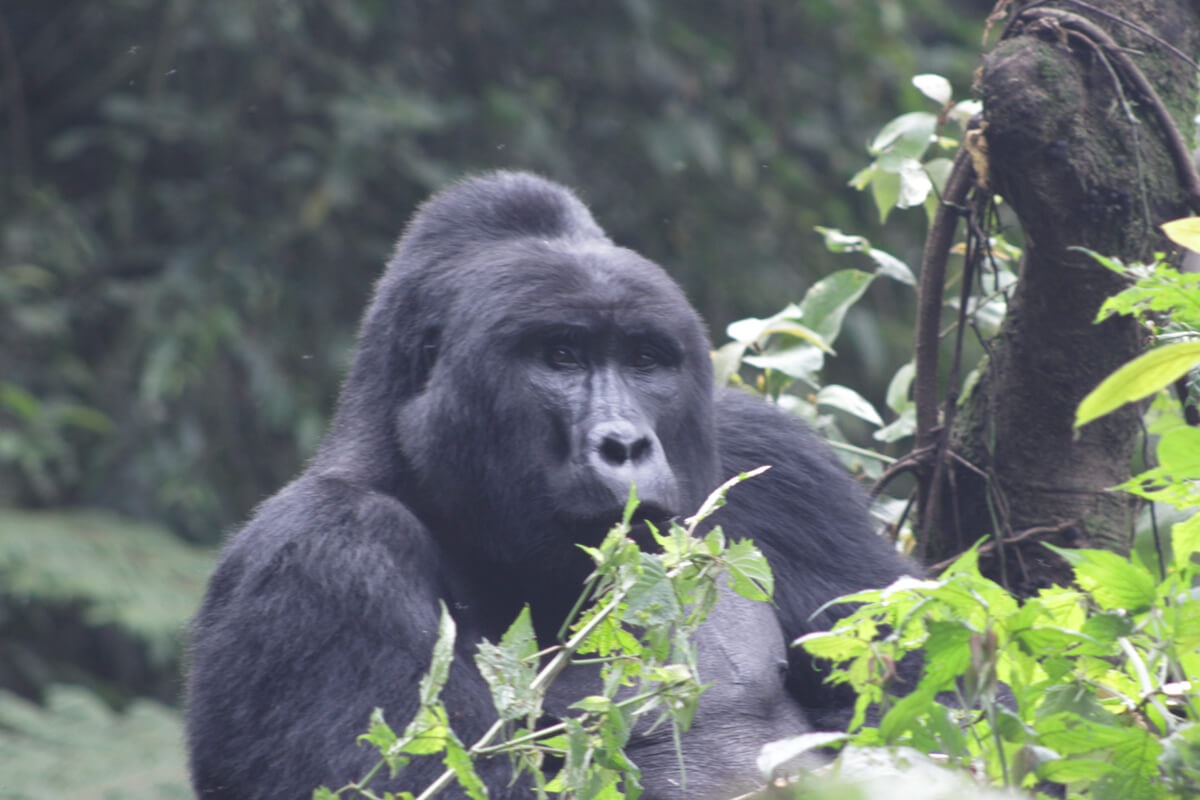 What is Gorilla Trekking