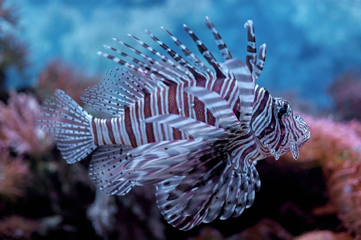 Close-Up Shot of a Lionfish in an Aquarium
