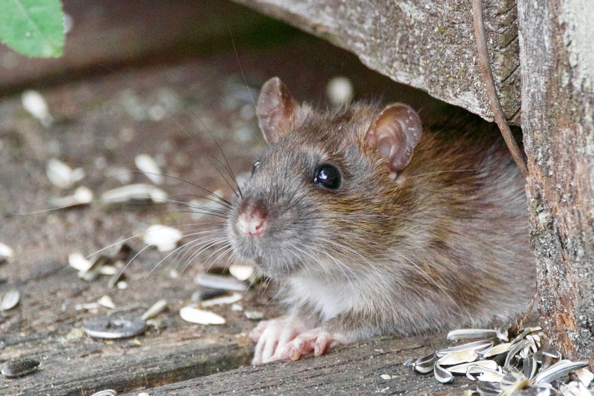 How to Keep Rodents Away from Your Home Garden