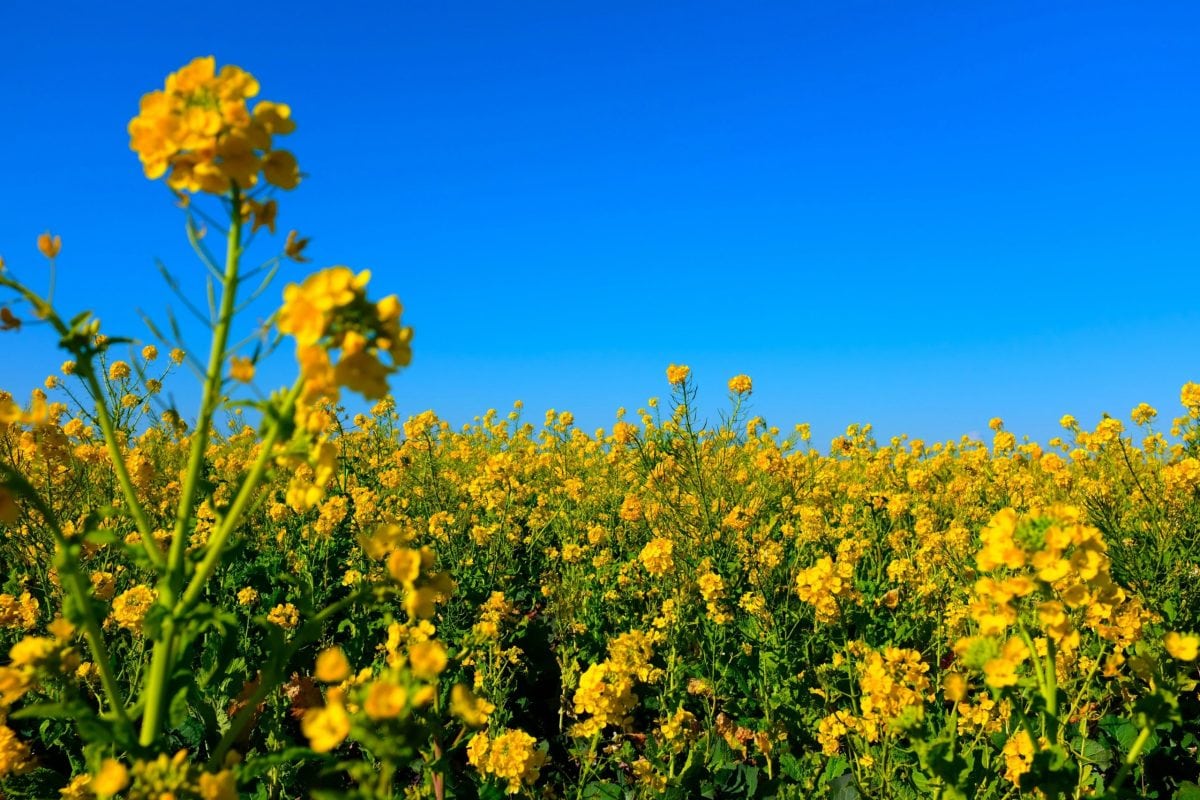 Government of Canada announces support for agricultural sector due to tariffs by China