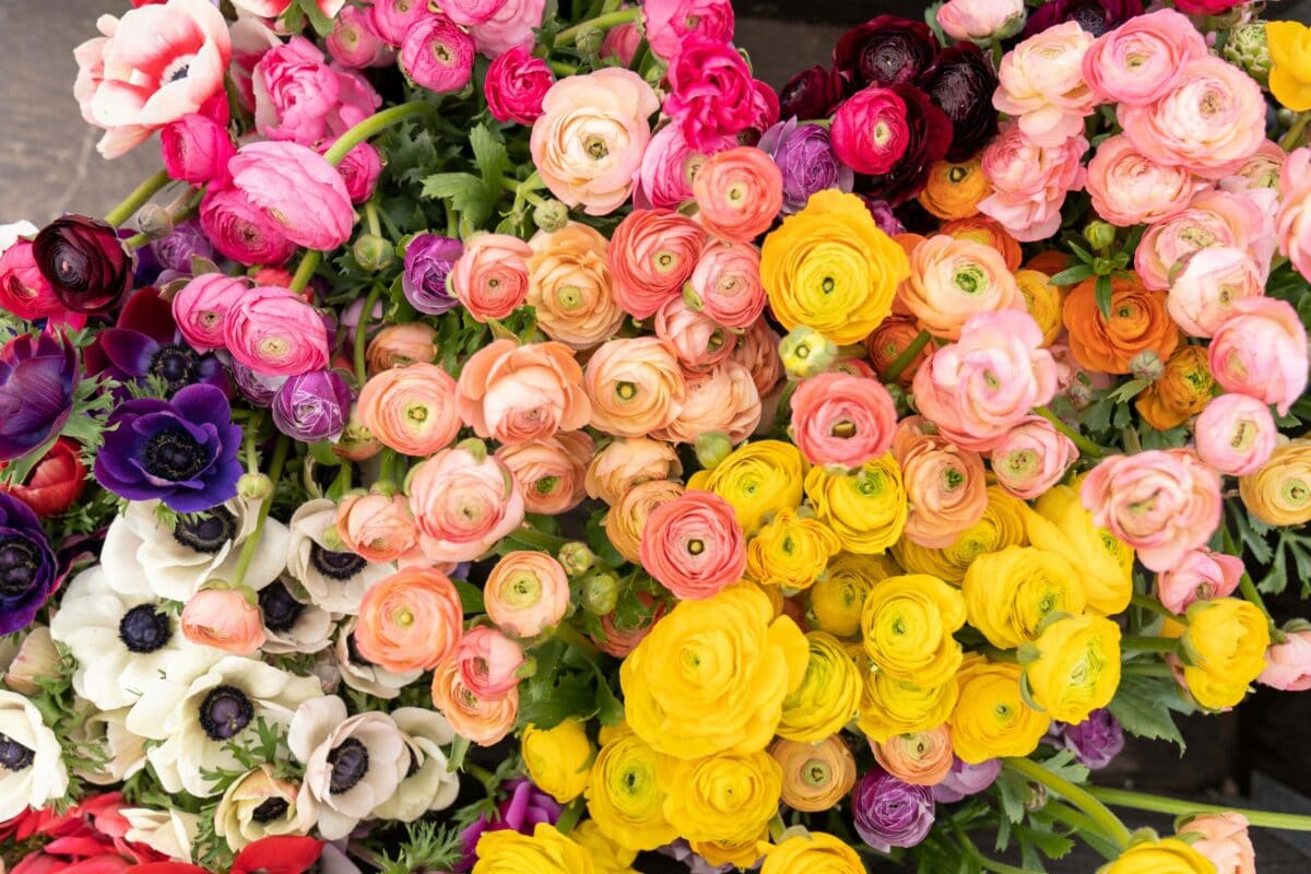 Toronto’s Trusted Local Flower Shop for Fresh Floral Arrangements and Free Downtown Delivery