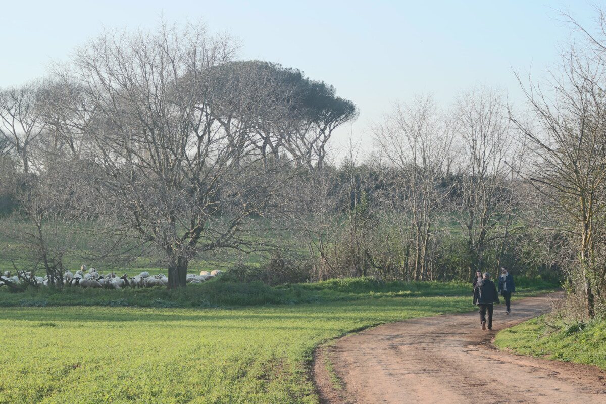Greggi al pascolo nel parco della Caffarella
