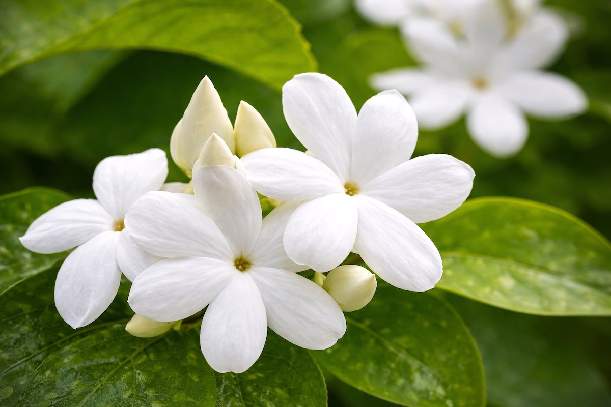 Jasmine perfume oil