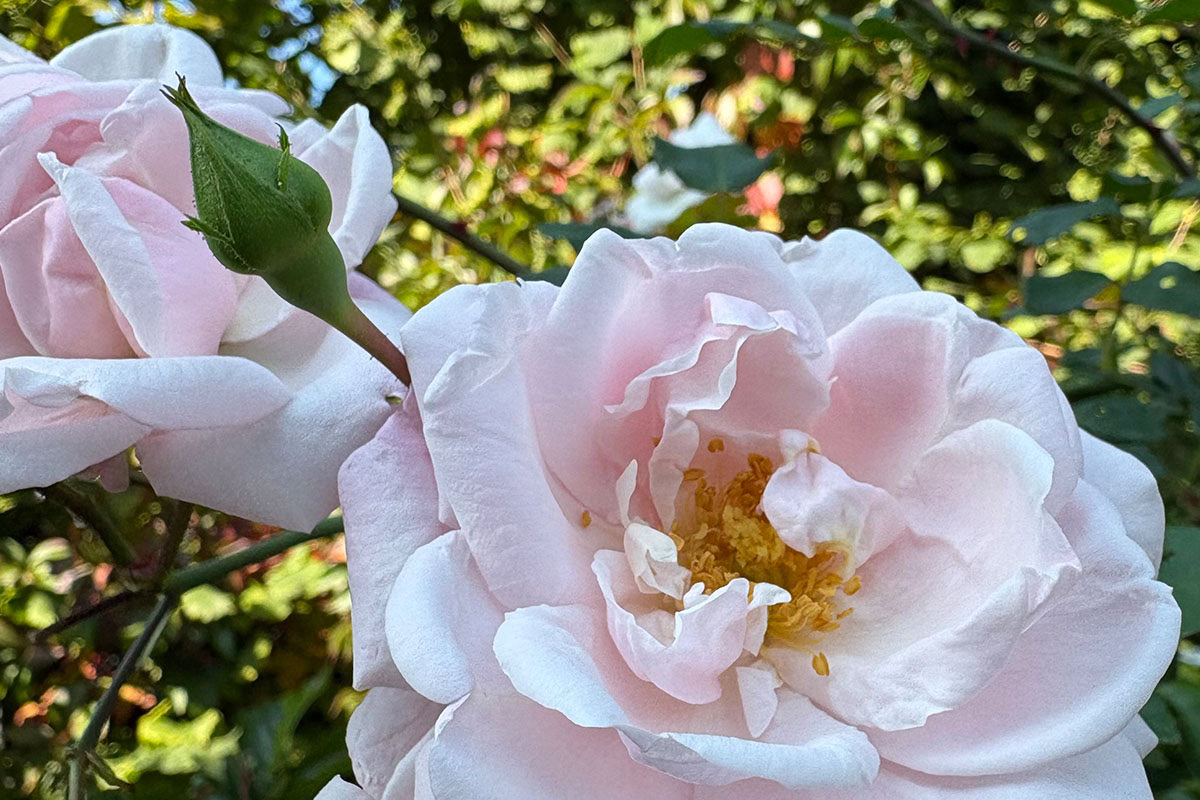 Perfume oil rose