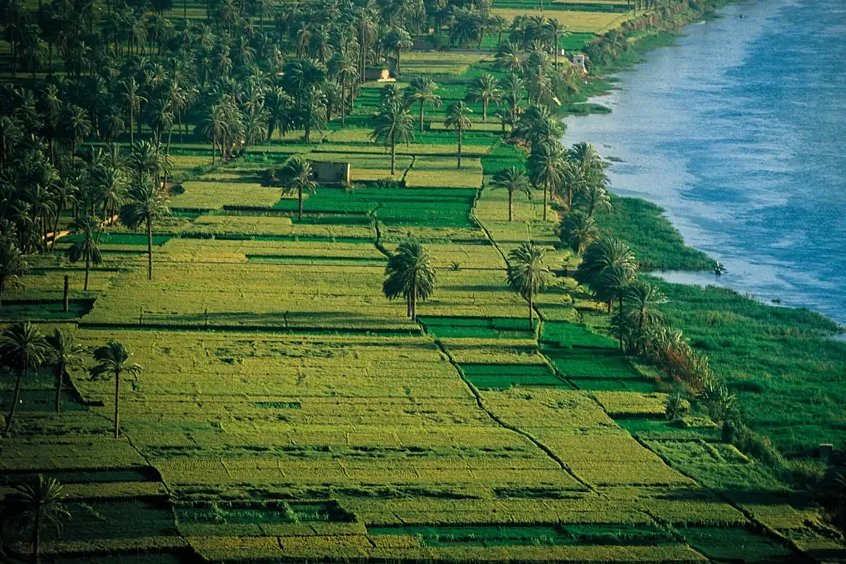 Palm trees and fertile Nile farmland around Banana Island
