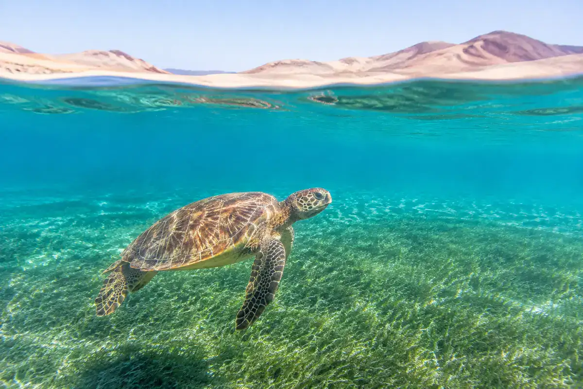 Green sea turtle swimming near Marsa Alam on Egypt's Red Sea coast