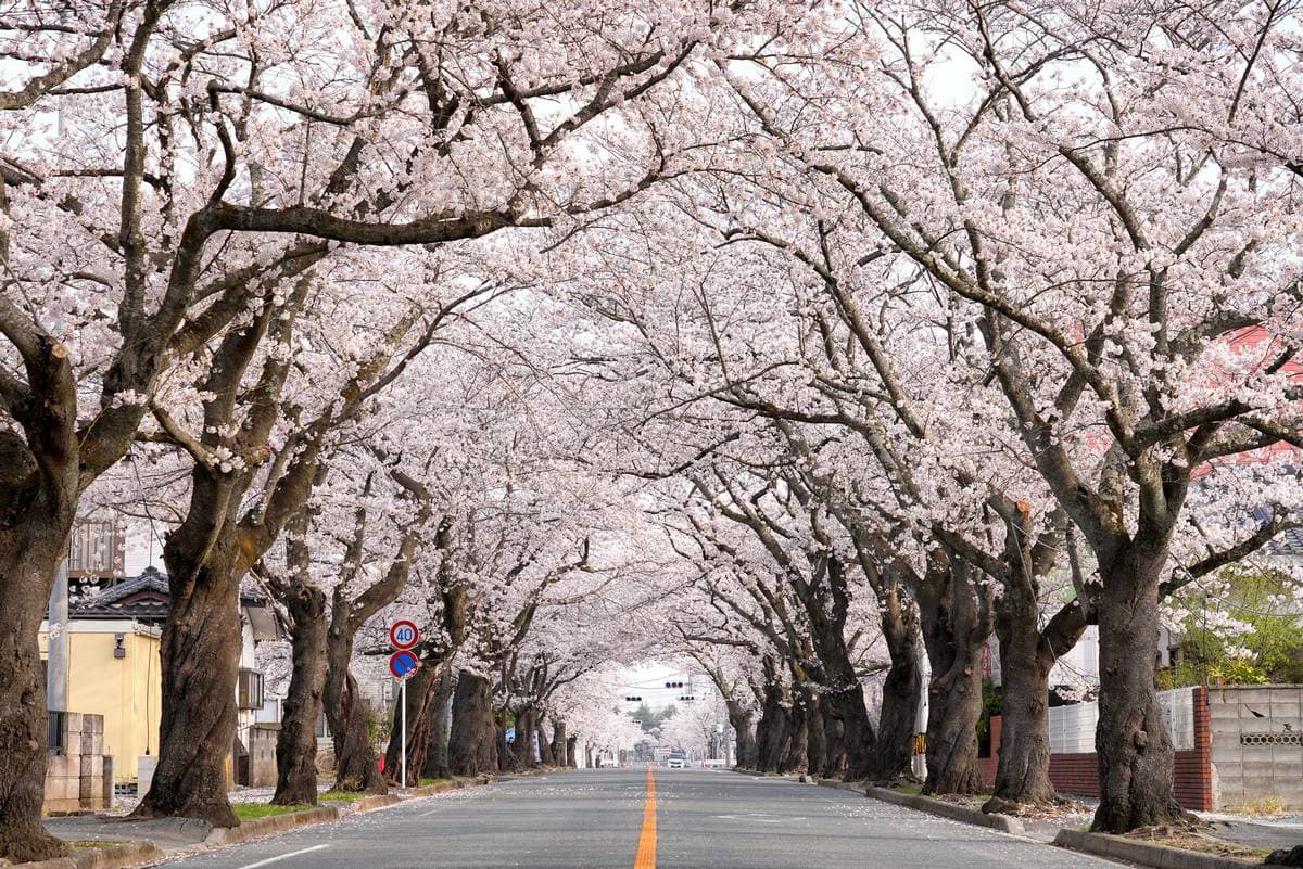 浜通りの桜