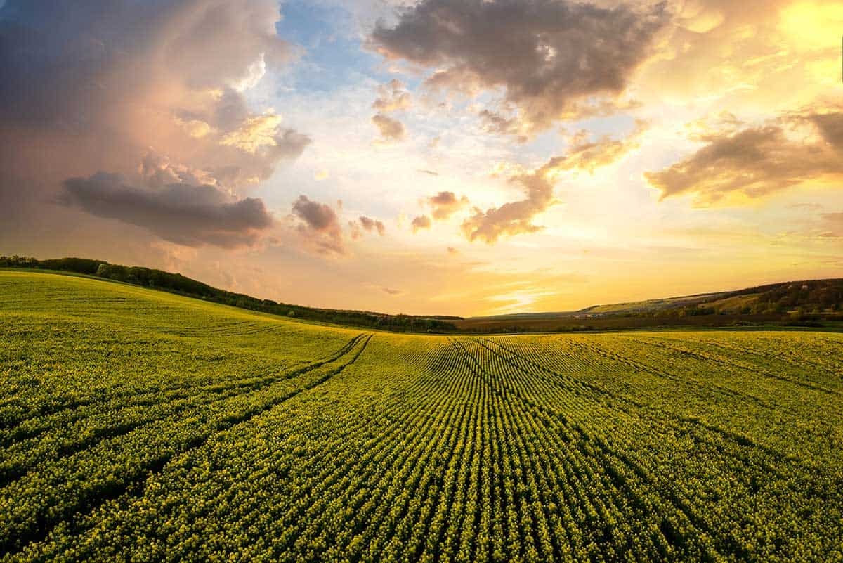 aerial-view-of-bright-green-agricultural-farm-fiel-2022-02-09-06-29-03-utc