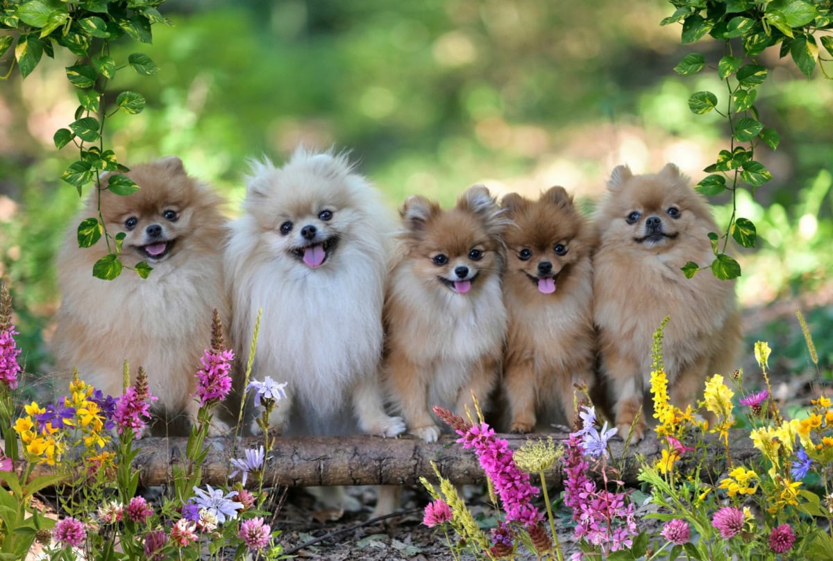 Bienvenidos a Loyal Puppy