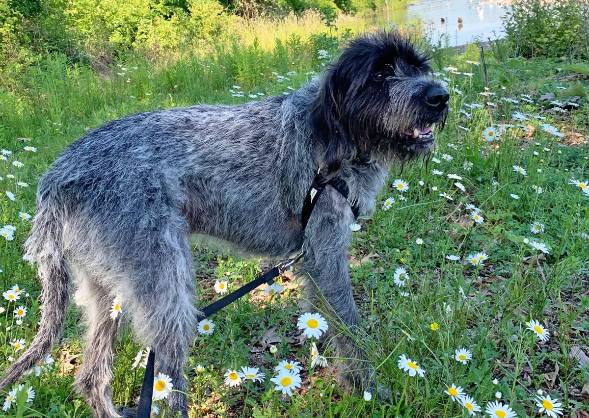 Toronto COVID-19 status update: Leash-free dog parks reopen, some in-store shopping allowed