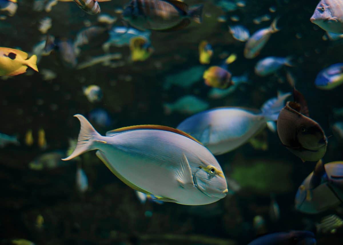 Acanthurus olivaceus, also known as the orange-band surgeonfish, the orange-shoulder surgeonfish