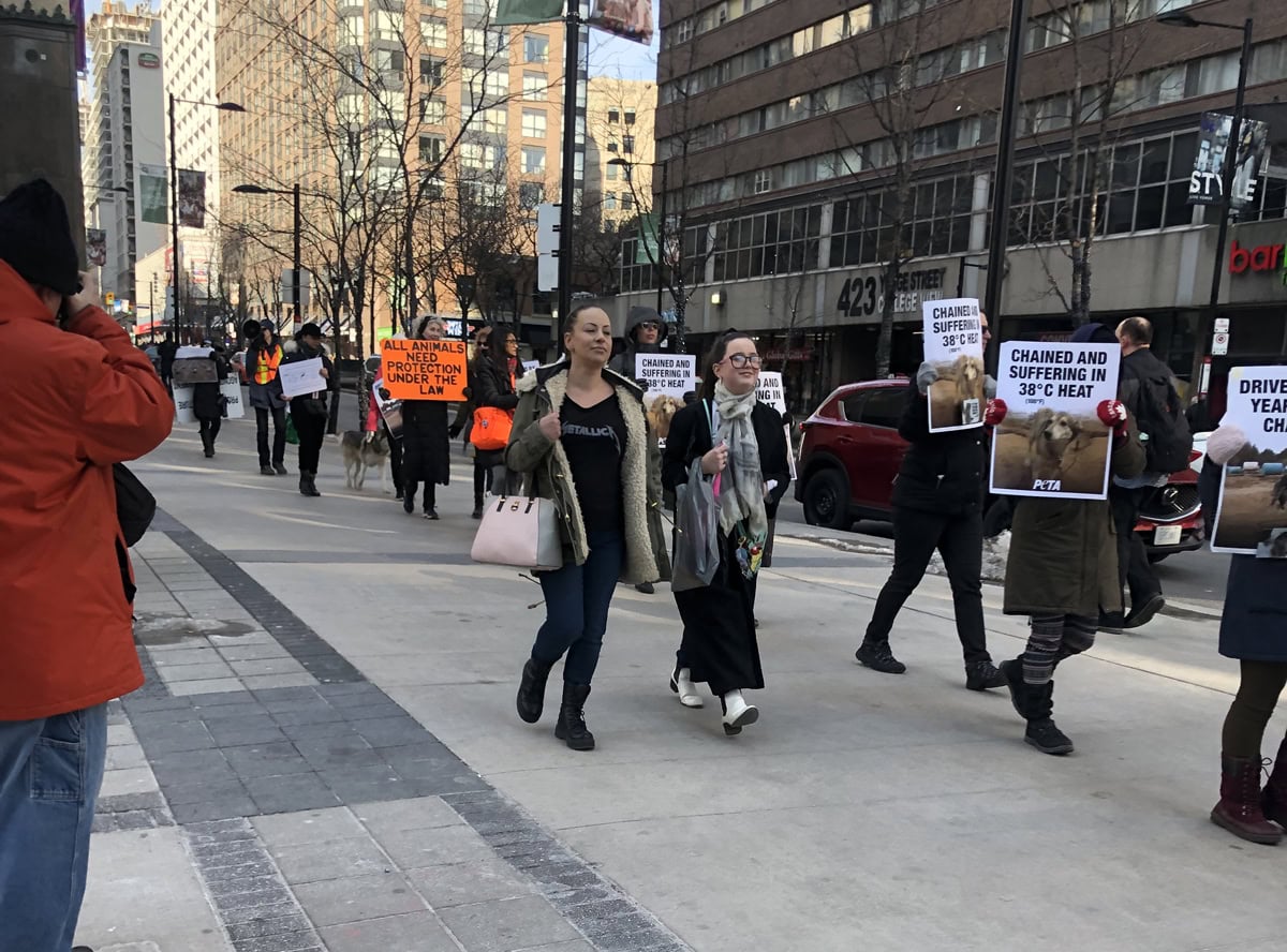 Animal Rights Toronto march against sled dog cruelty