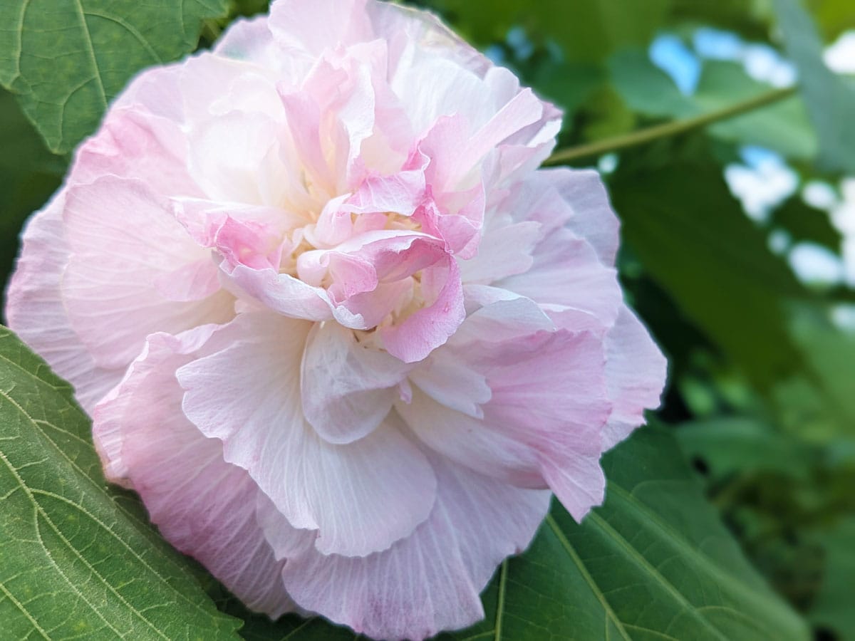 酔 芙蓉 の 花