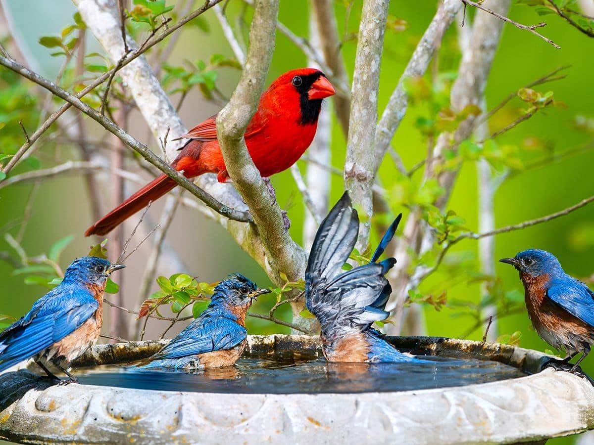 Mistakes to Avoid When Attracting Birds