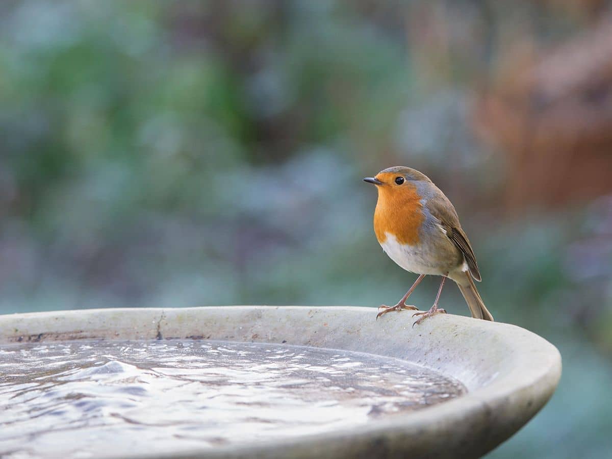What is a Bird Bath for Humans