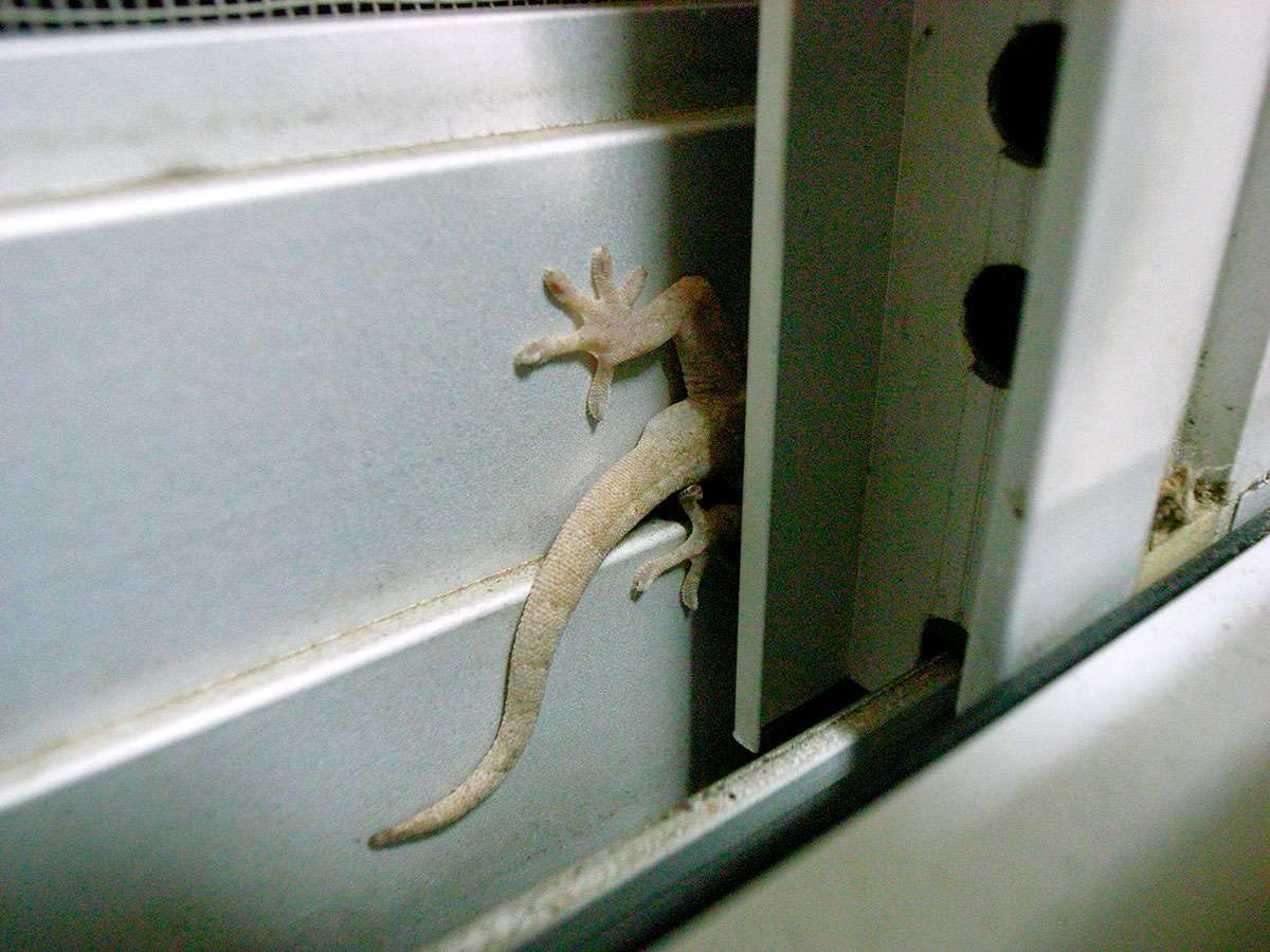 頭隠して尻隠さず