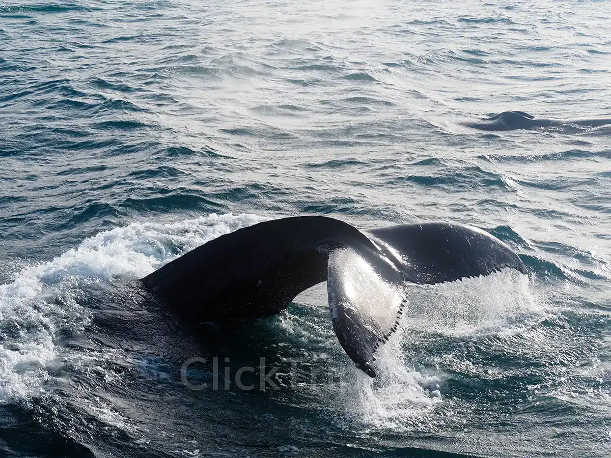 Ballenas_Islandia_ClickTrip Qué ver en Islandia en 10 días con niños: ruta en coche completa_Ballenas_ClickTrip