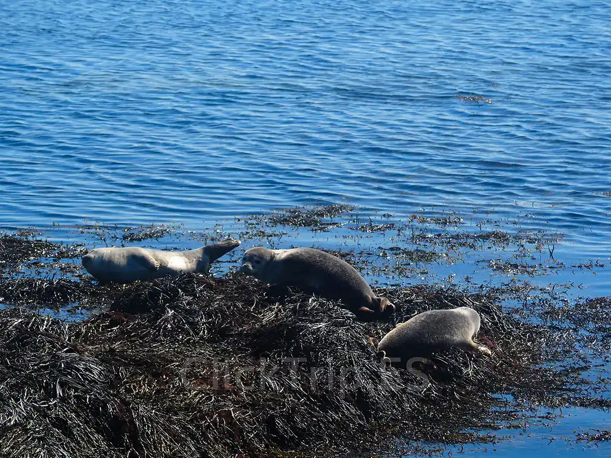 Focas_Islandia_ClickTrip Qué ver en Islandia en 10 días con niños: ruta en coche completa_Focas_ClickTrip