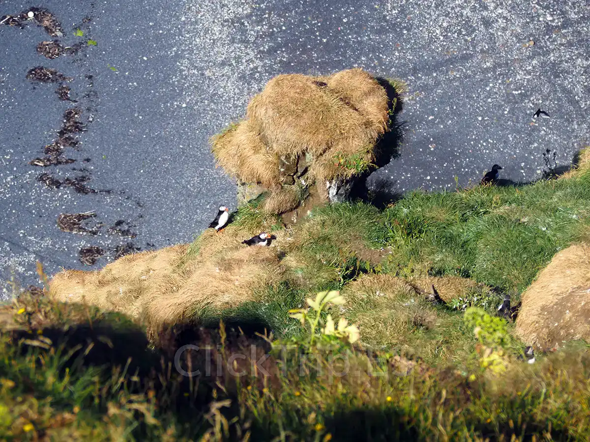 Puffins_Islancia_Iceland_ClickTrip Qué ver en Islandia en 10 días con niños: ruta en coche completa_Puffins_ClickTrip