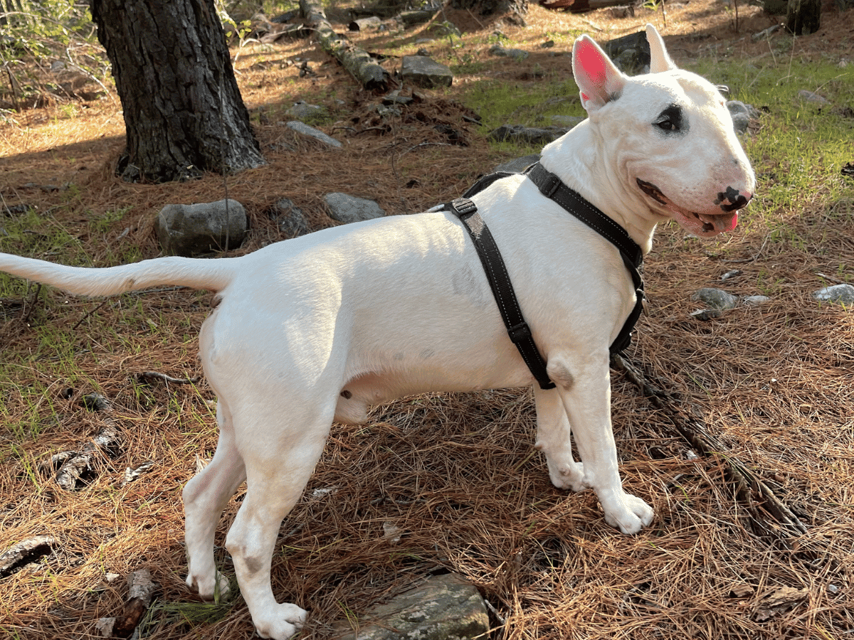 My Dog Got Me Fitter Than Any Other Workout (1)