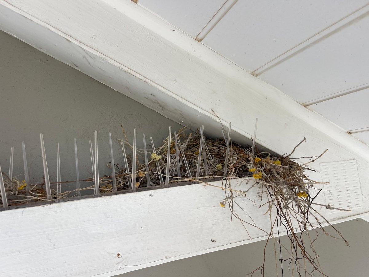 A pigeon nest built directly on top of a row of badly placed bird spikes on a roof beam.